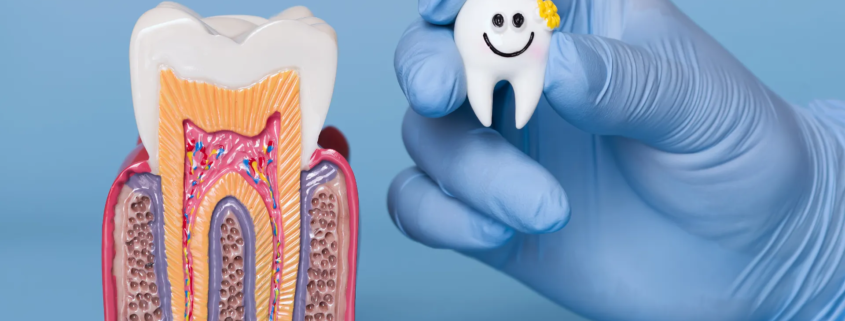 Main gantée tenant une dent souriante à côté d’une coupe anatomique illustrant la structure interne d’une dent humaine.